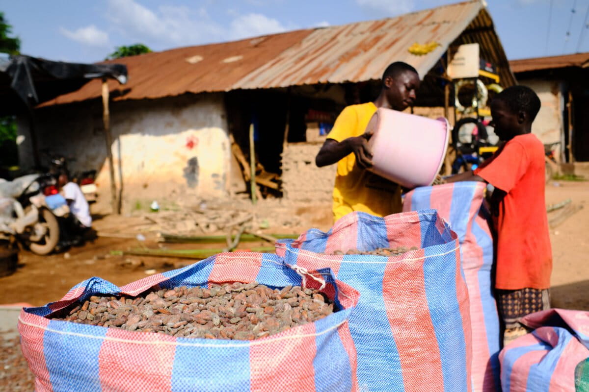 The vanishing forests on Liberia&rsquo;s cocoa frontier
